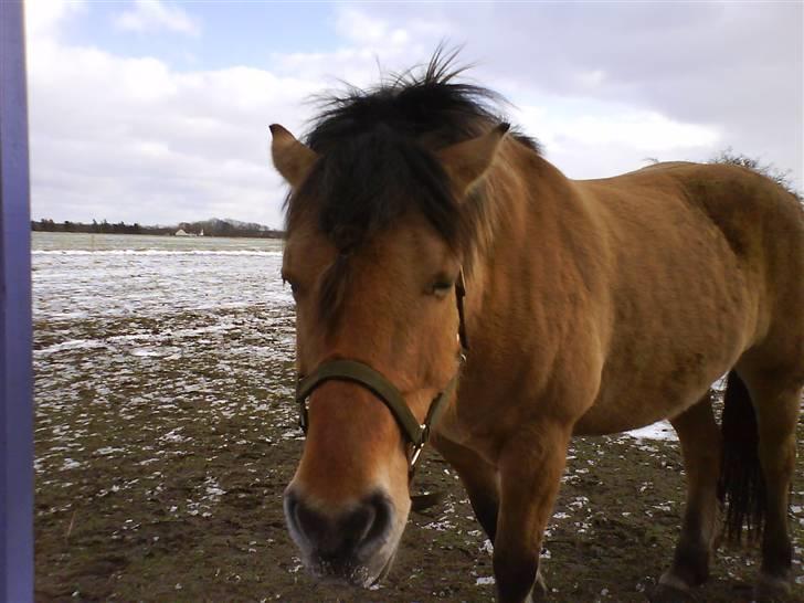 Anden særlig race Juvena - Juvena med sne på mulen. billede 6
