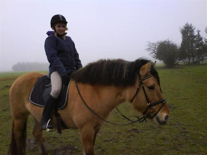 Anden særlig race Juvena - Juvena bliver redet på. billede 7