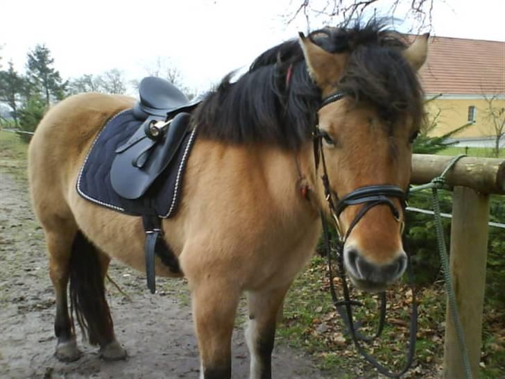 Anden særlig race Juvena - Juvena med alt udstyret på. billede 8