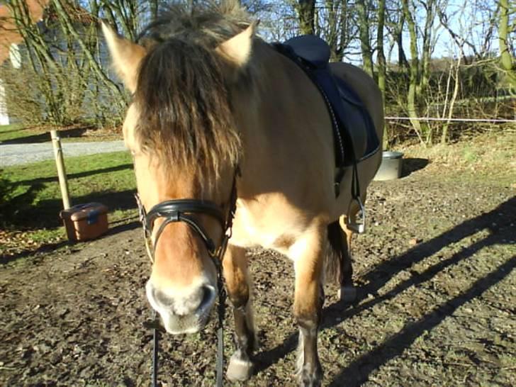 Anden særlig race Juvena - Juvena med den store pandelok. billede 9