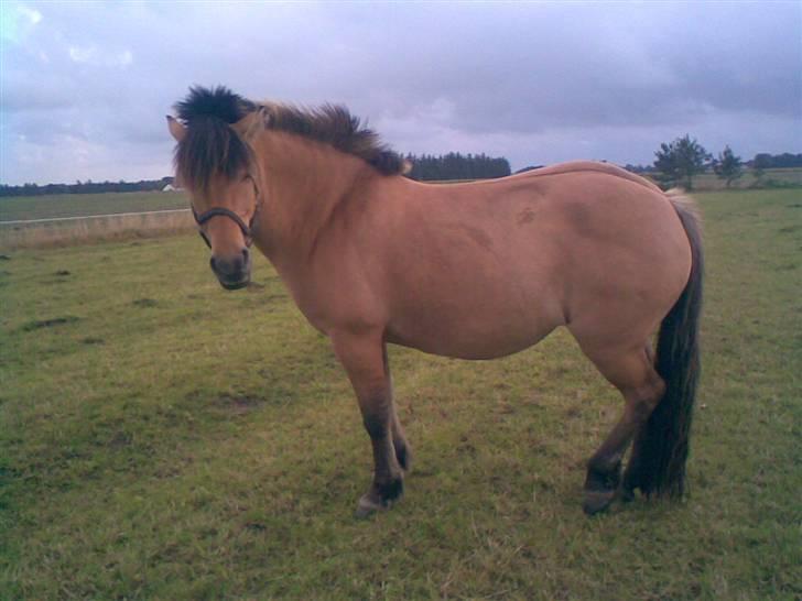 Anden særlig race Juvena - Juvena på folden. billede 10