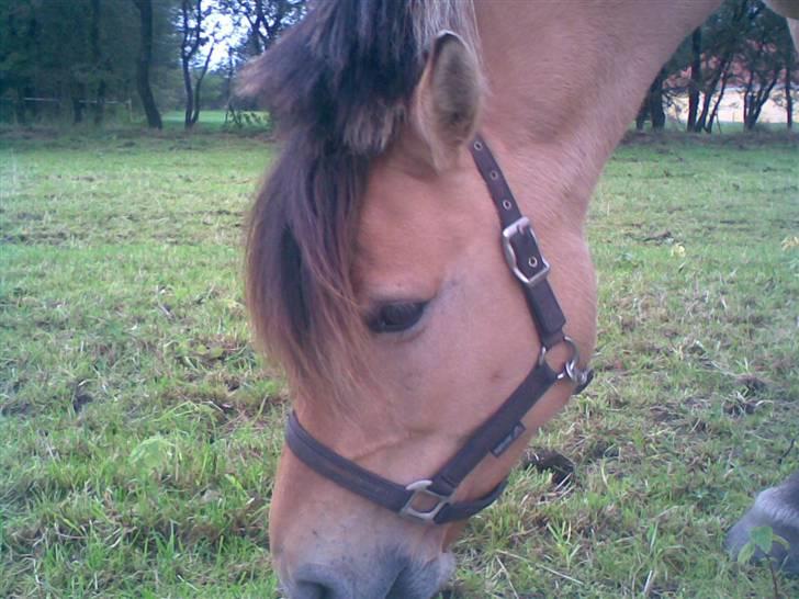 Anden særlig race Juvena billede 11