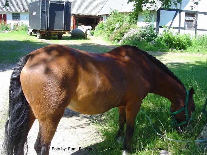 Welsh Mountain (sec A) Dorthealyst Glowworm / Sahra - *R.I.P* - Billede 9: Jeg er ved at gøre Sahra klar til 4H dyreskue 2003 billede 9
