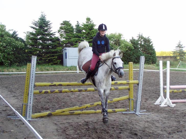 DSP Asgogårds Splint - 1m. billede 13