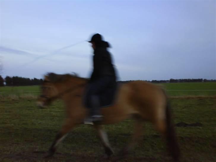 Anden særlig race Juvena billede 13