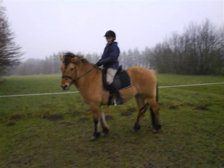 Anden særlig race Juvena billede 14