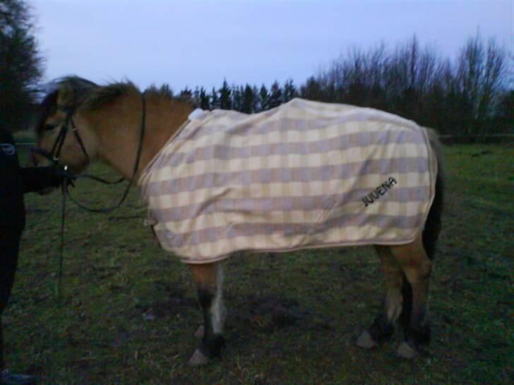 Anden særlig race Juvena - Juvena med hendes tæppe på. billede 15