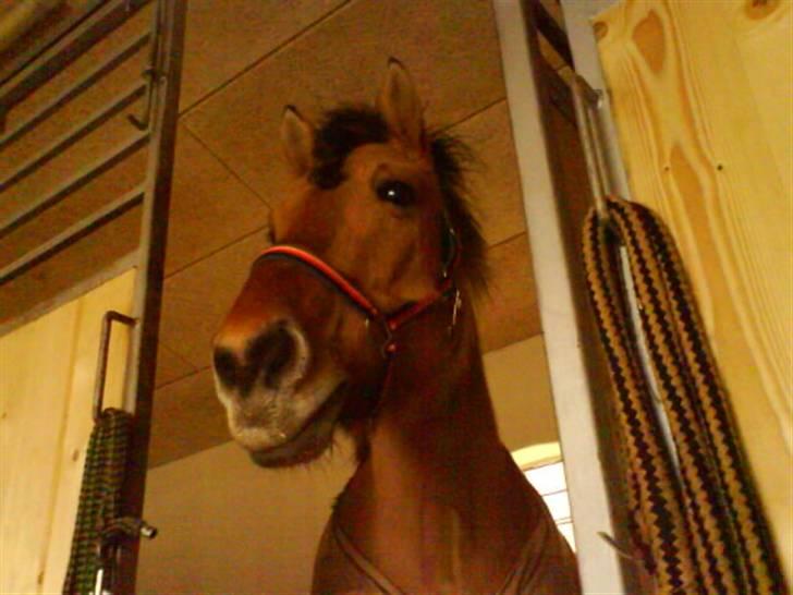 Anden særlig race Juvena billede 17