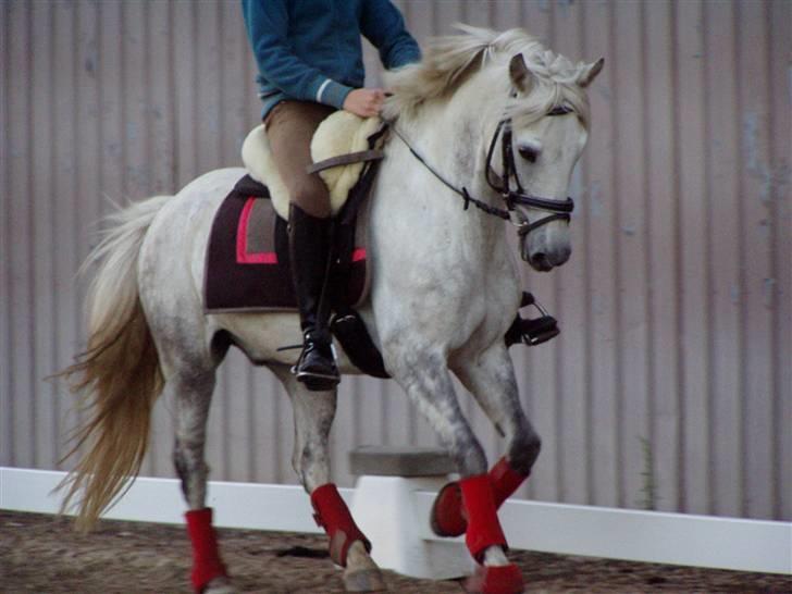 DSP Asgogårds Splint - Glade Pony :D Elsker den <3 billede 15