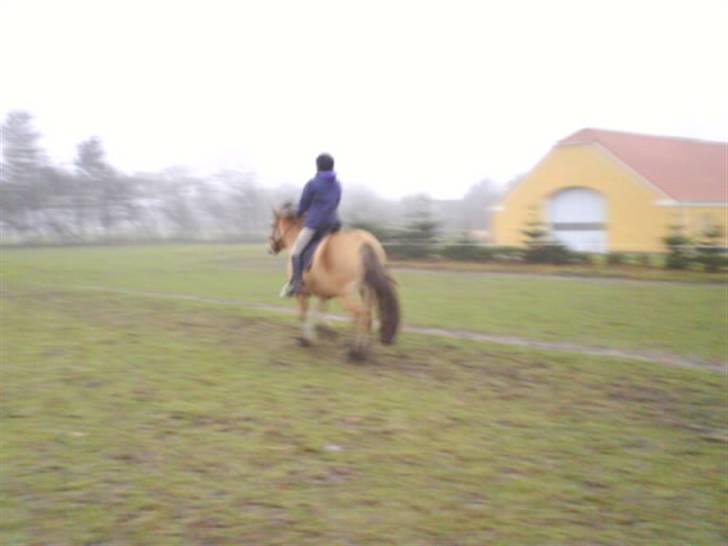 Anden særlig race Juvena billede 18