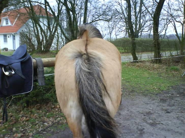 Anden særlig race Juvena billede 19