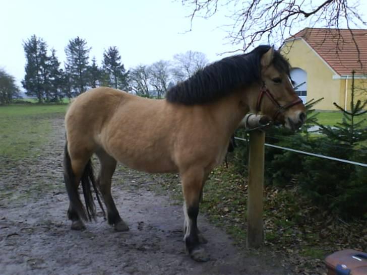 Anden særlig race Juvena billede 20