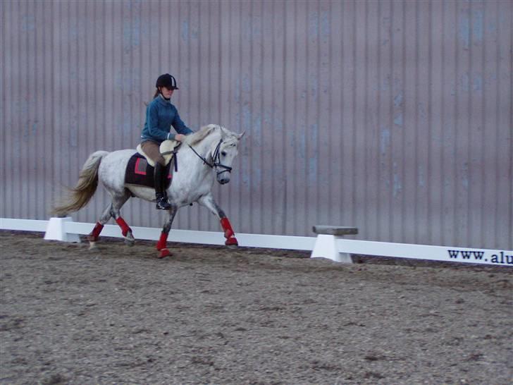 DSP Asgogårds Splint - Fri trav ;D billede 16