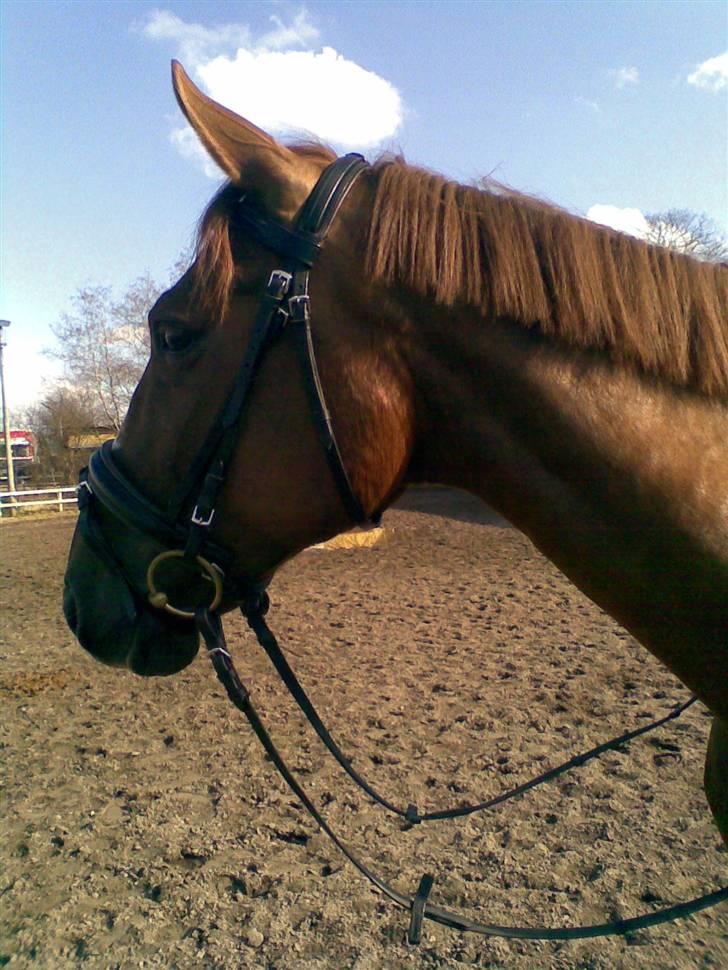 Dansk Varmblod Dharma (Har ny ejer) - Hva deeeet....... ?? billede 15