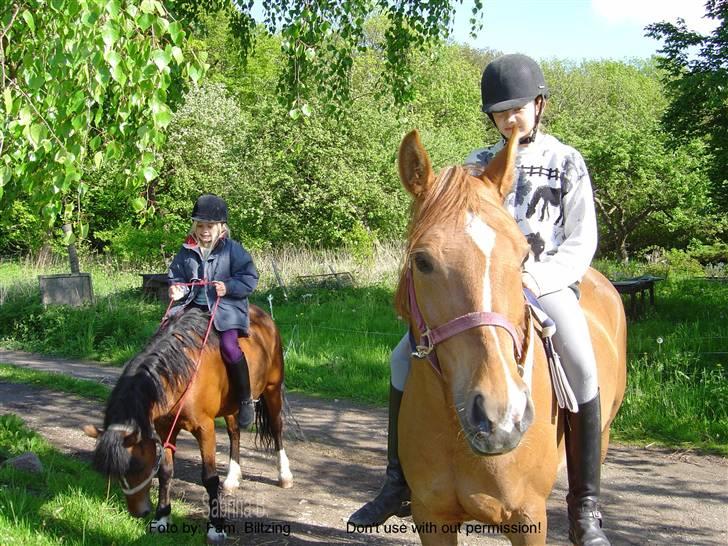 Welsh Mountain (sec A) Dorthealyst Glowworm / Sahra - *R.I.P* - Billede 15: Sahra - Denise og Jasmin - mig er ved at skridte af billede 15