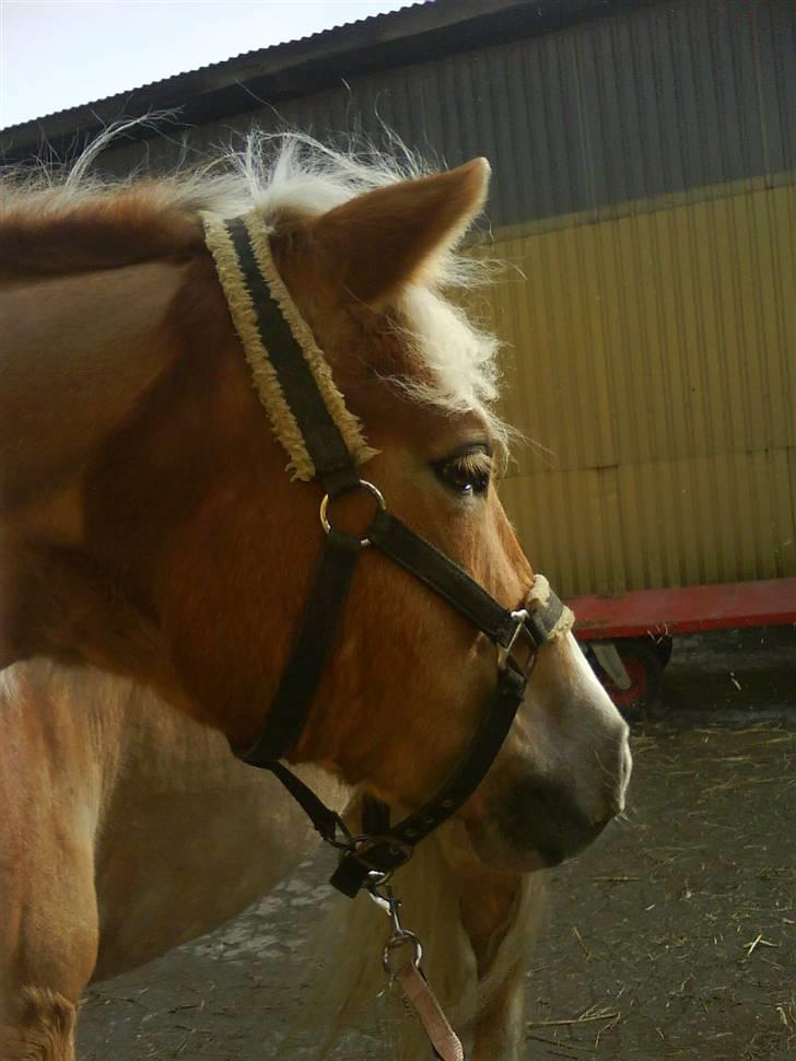 Haflinger Betti - [Foto: Mig] billede 18