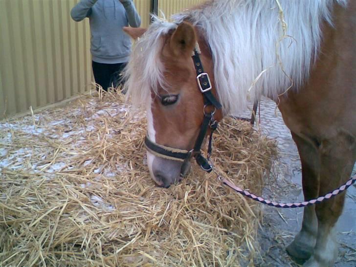 Haflinger Betti - Uhmm.. det smager godt.. =) [Foto: Mig] billede 19