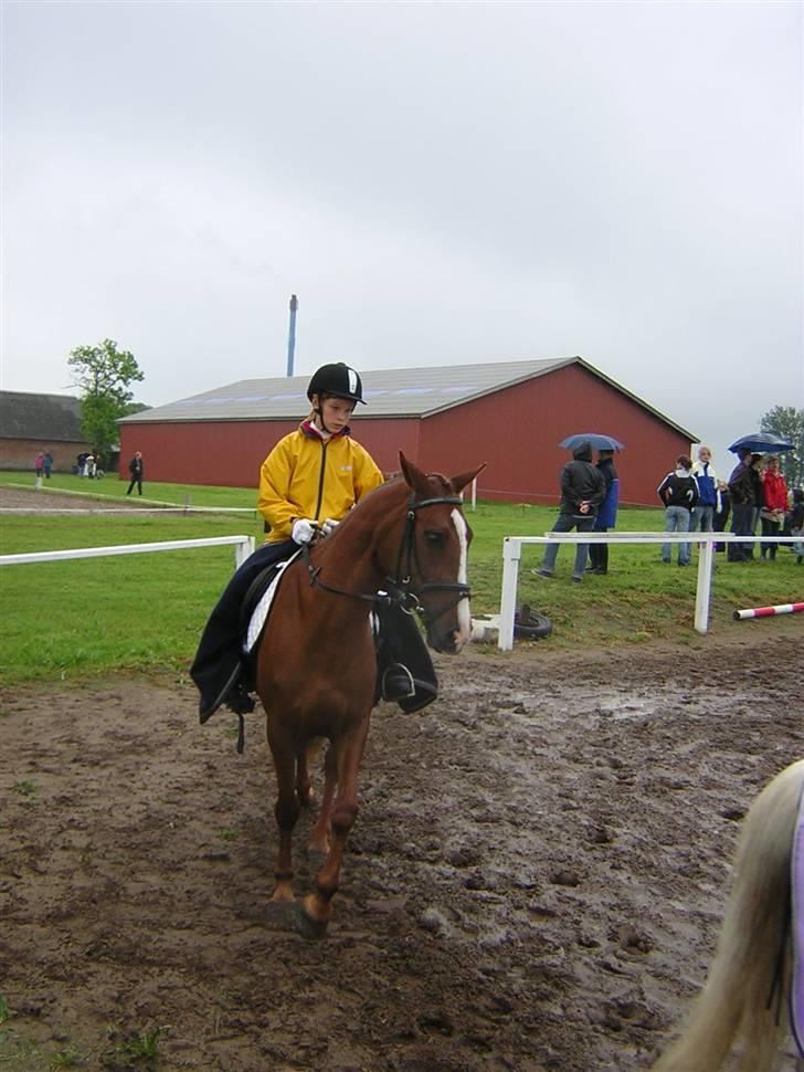 Anden særlig race skovslands Maffia - hun er fin ? måske kunne hun også være blevet en dressur stjerne? billede 5