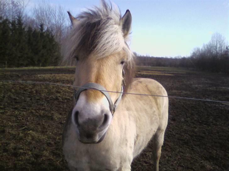 Fjordhest Claus - Claus <3 billede 1