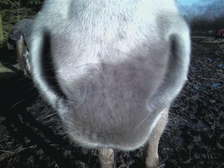 Fjordhest Claus - Claus <3 billede 2