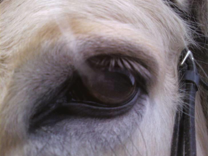 Fjordhest Claus - Claus <3 billede 3