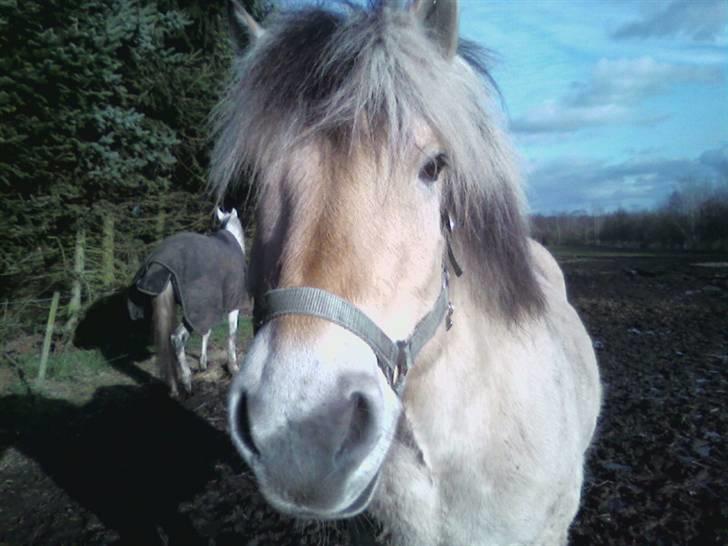 Fjordhest Claus - Claus <3 billede 4