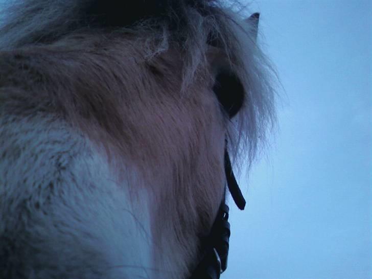 Fjordhest Claus - Claus <3 billede 5