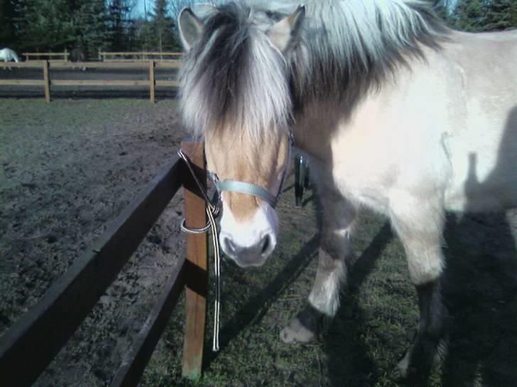 Fjordhest Claus - Claus <3 billede 6