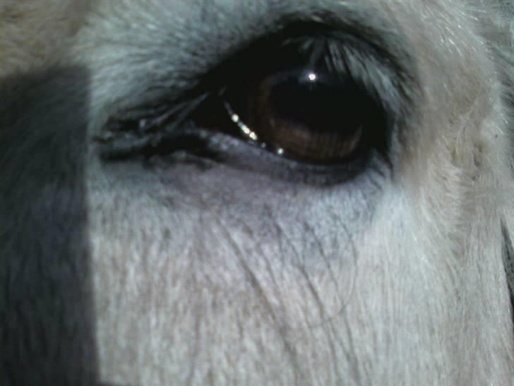 Fjordhest Claus - Claus <3 billede 7