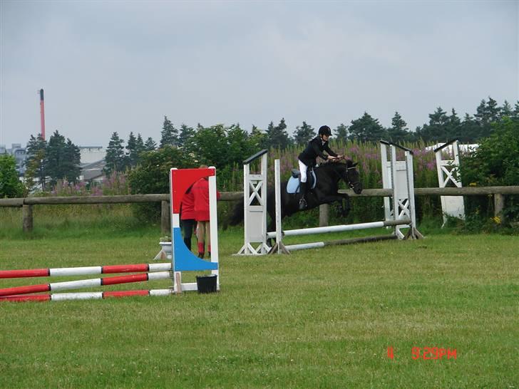 New Forest | Chap | Y-PONY - min tideliger MB og MA spring pony som nu er 18 og ikke springer så højdt  billede 7