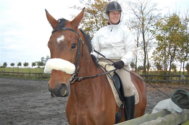 Dansk Varmblod Poppelgårdens Matrix - Dygtig dressur hest :-) billede 18