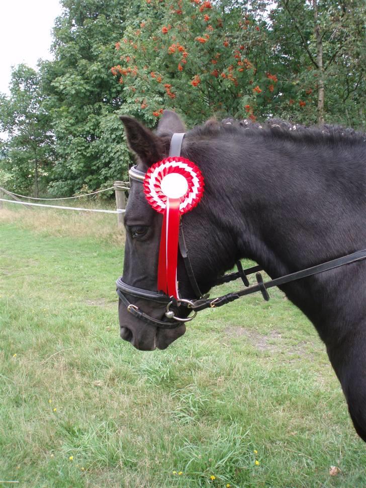 New Forest | Chap | Y-PONY - du vil altid være en 1éner  billede 8