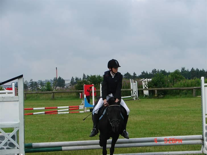 New Forest | Chap | Y-PONY - min elskede pony billede 9