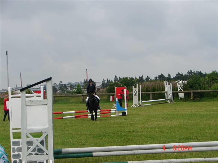 New Forest | Chap | Y-PONY - chap igen billede 10