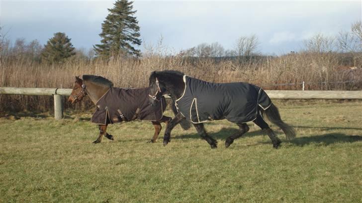 New Forest | Chap | Y-PONY - på springbanen med nover<333 billede 11
