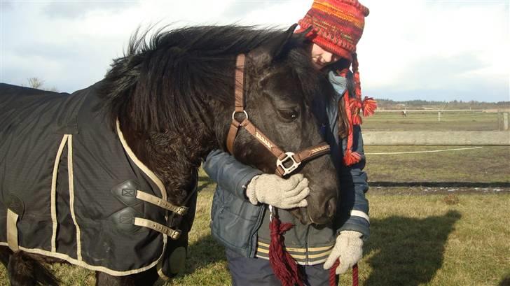 New Forest | Chap | Y-PONY - Chap. Du er alsår ikke en hingst på 4 år! men en vallak på 19!<33 billede 12
