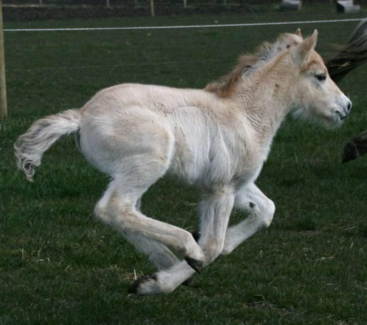 Fjordhest Mosegårdens Fillipa billede 8