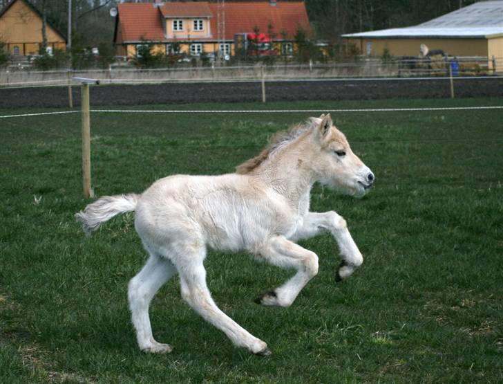 Fjordhest Mosegårdens Fillipa billede 9