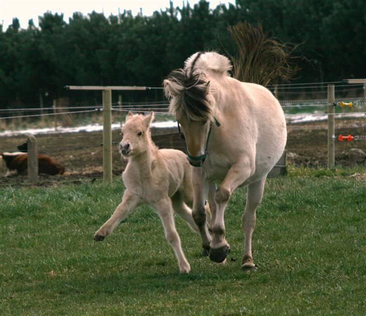 Fjordhest Mosegårdens Fillipa billede 14