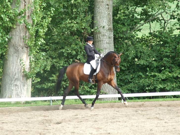 Trakehner Verdi (Solgt) - - Opvarmning billede 10