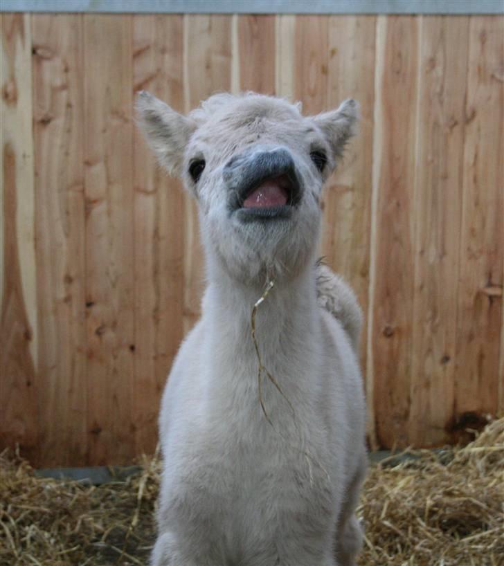 Fjordhest Mosegårdens FrøkenF billede 1