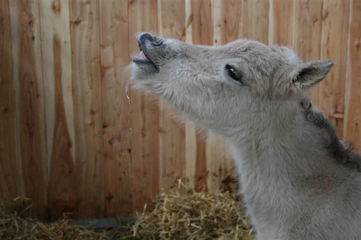 Fjordhest Mosegårdens FrøkenF billede 2
