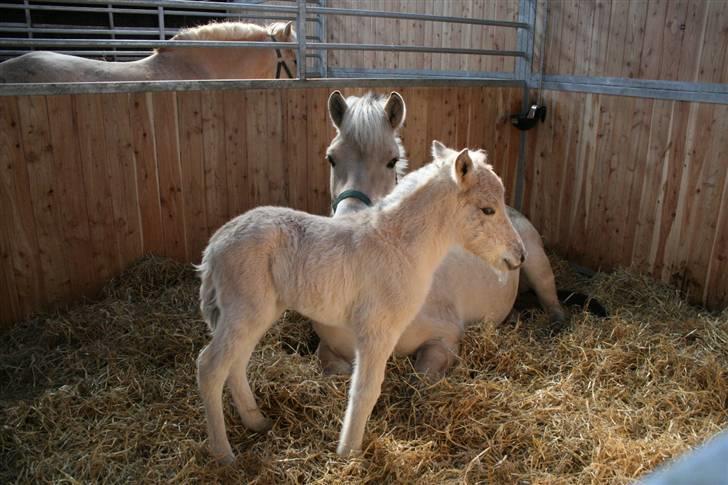 Fjordhest Mosegårdens FrøkenF billede 3