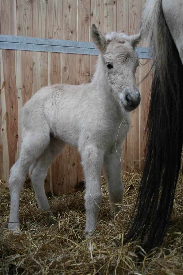 Fjordhest Mosegårdens FrøkenF billede 4