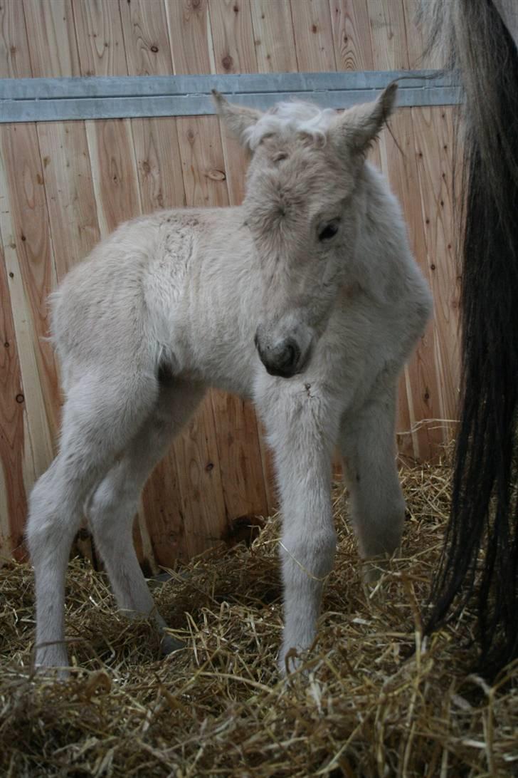 Fjordhest Mosegårdens FrøkenF billede 5