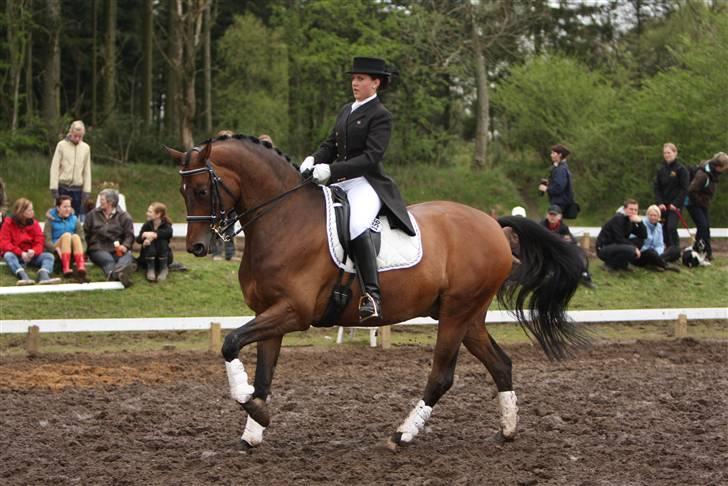 Trakehner Verdi (Solgt) - - Morsø stævnet 2008 billede 18