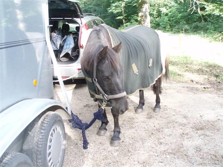 New Forest | Chap | Y-PONY - chapper du er så skør<3<3<3<3 billede 13