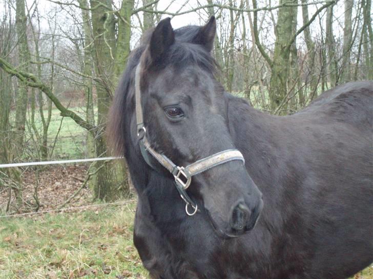 New Forest | Chap | Y-PONY - Billed 14 billede 14