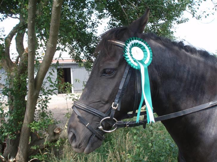 New Forest | Chap | Y-PONY - min bror blev nummer 3 i le uden galop  billede 15