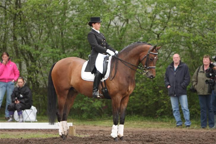 Trakehner Verdi (Solgt) - - Morsø stævnet 2008 billede 19